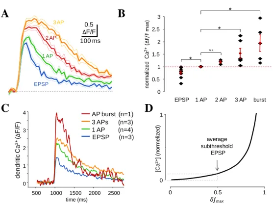 Figure  14.  Ca 2+   responses  associated  with  EPSPs  and  single  APs,  used  throughout  this  study, were also far below saturation in the central hot-spot region