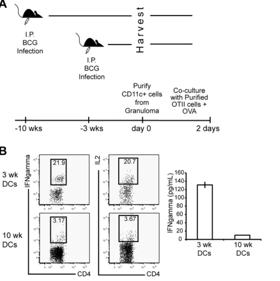 Figure 8. Naı¨ve CD4 + OTII T cell activation by CD11c + cells from acute and chronic granulomas