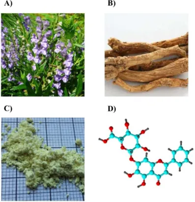 Figure 2. The medical plant of Scutellaria baicalensis (A) and its dried root (B). Extracted  and purified powder of baicalin (C)