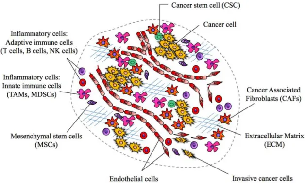 Figure 3. Distinct cells types of the tumor microenvironment (TME) in solid tumors. 