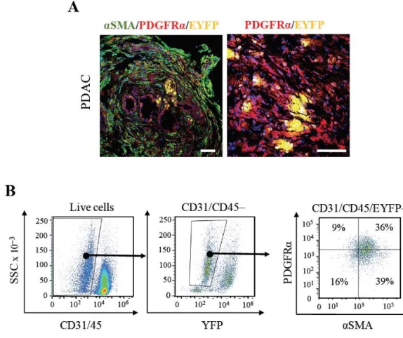 Figure  8.  Immunofluorescence  and  FACS  analysis  of  CAFs.  (A)  (Left)  Immunofluorescence  staining  with  anti-SMA  (green)  and  anti-PDGFR  (red)  antibodies  and  with  EYFP  (yellow)  of  a  KPeCY  PDAC  tumor