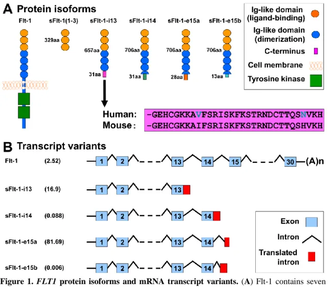 Figure  1.  FLT1  protein  isoforms  and  mRNA  transcript  variants.  (A)  Flt-1  contains  seven  extracellular like domains and an intracellular tyrosine kinase