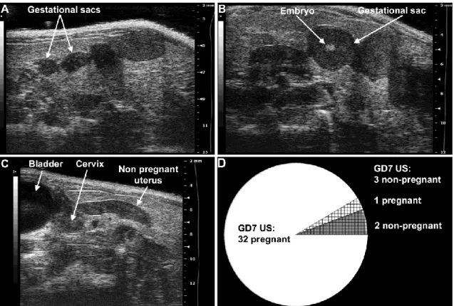 Figure 3. Determination of mouse pregnancy status with a 55MHz ultrasound probe.  (A)  Pregnant uterus on GD6