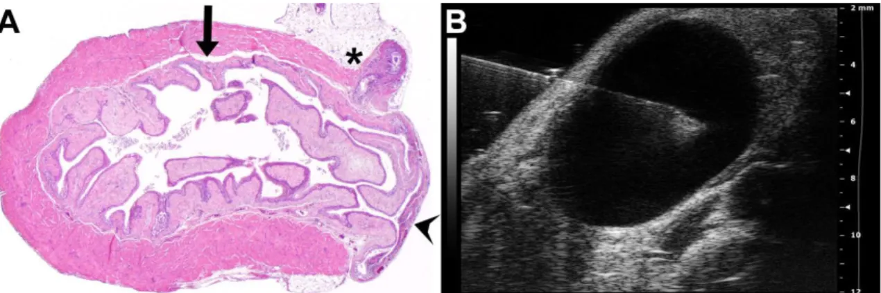 Figure  8.  Ultrasound  guided  cystocentesis.  (A)  A  cross-section  of  a  mouse  urinary  bladder
