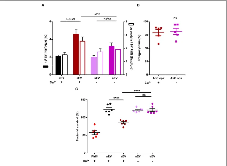 FIGURE 6 | Role of extracellular calcium in aEV production and phagocytosis of human neutrophils