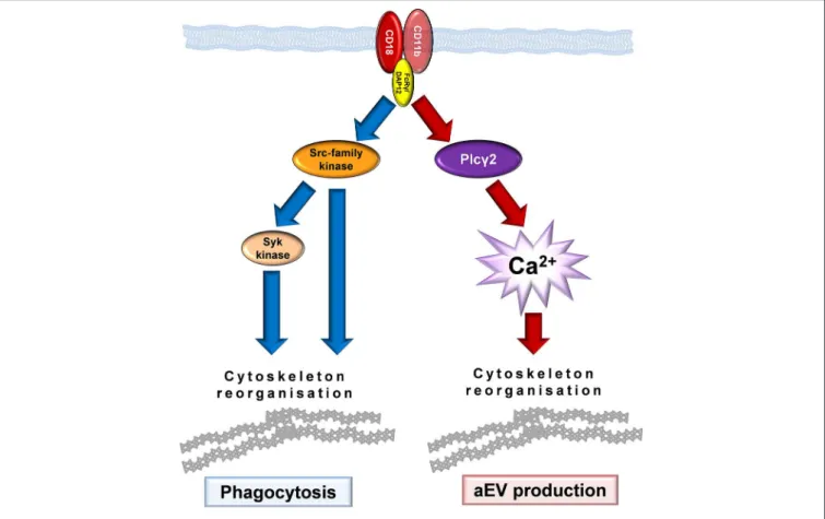 FIGURE 7 | Model of Mac-1 signaling initiating phagocytosis or production of antibacterial EVs.