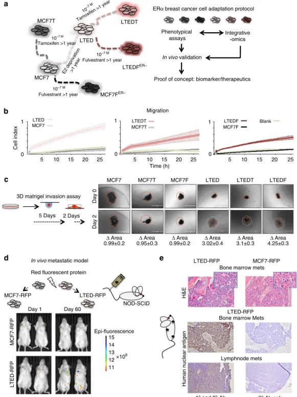 Figure 1 | Adaptation to AI treatment is associated with cell invasion. (a) In vitro adaptation experimental protocol: ERa-positive breast cancer cells (MCF7) were chronically exposed to endocrine therapies to generate ETR lines 15 