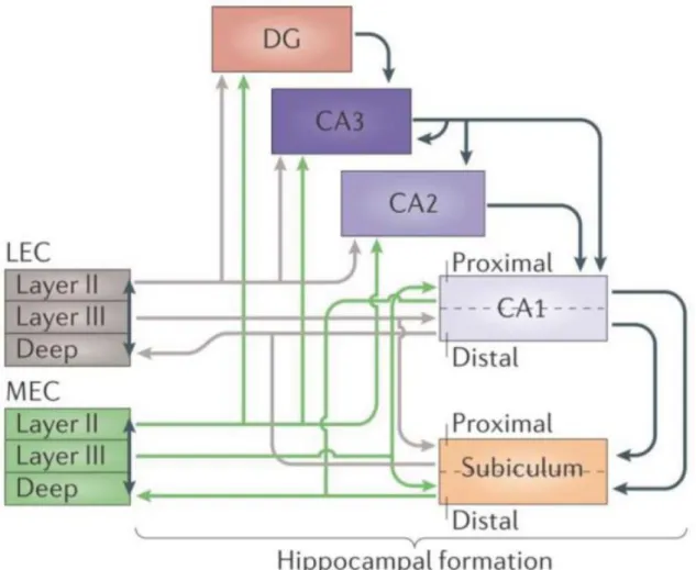 Figure 2. The information flow through the hippocampus. The major cortical input to the hippocampus   and the dentate gyrus is the entorhinal cortex (EC) through the perforant path, arising mainly from layers  II and III