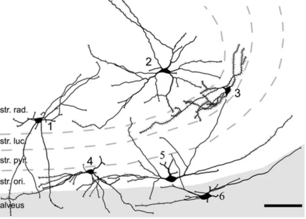 Figure 4. Camera lucida reconstruction of retrogradely labeled CA3 spine-free and spiny hippocampo- hippocampo-septal cells