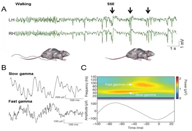 Figure 5. Network activity patterns in the hippocampus in vivo. A: Local field potential recording from  symmetrical  locations  of  the  left  (LH)  and  right  (RH)  dorsal  CA1  stratum  radiatum  during  locomotion  (walking) and awake immobility (stil