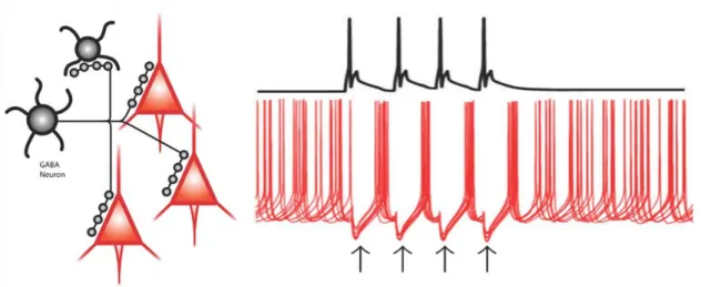 Figure  6.  The  GABA A R-mediated  inhibition  provided  by  GABAergic  interneurons  is  efficient  in  synchronizing neuronal activity