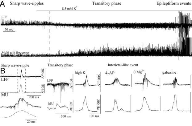 Figure 7. Transition from sharp wave-ripples to epileptiform events in vitro. A: Epileptiform events were  induced by elevating the concentration of extracellular K +  from 3.5 mM to 8.5 mM