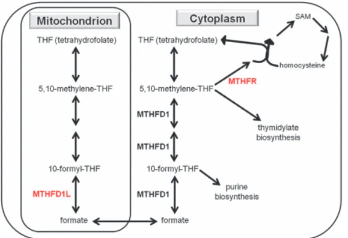 Figure 2. Distinct roles of enzymes MTHFD1L and MTHFR in the folate-related one-carbon cycle