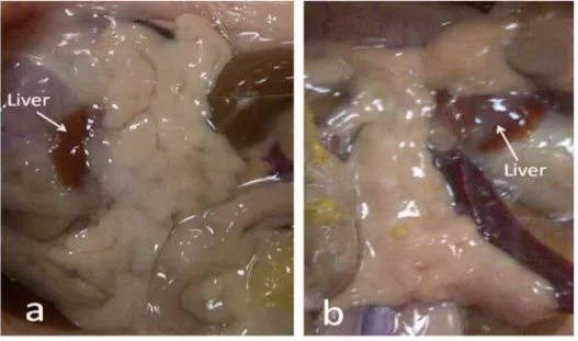 Figure 3a: Gross morphology of non-diabetic (a) and diabetic (b) rat pancreas. 