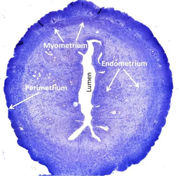 Figure  5:  General  histology of the  rat  uterus  showing, perimetrium,  myometrium,  endometrium (arrows) and lumen