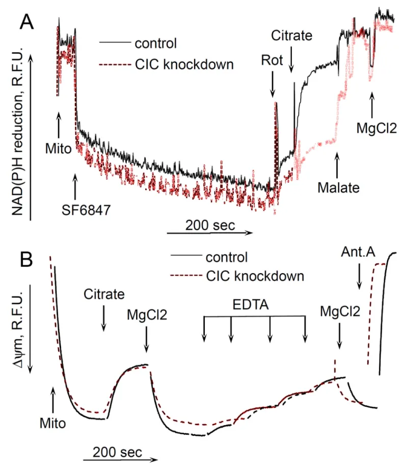 Figure 4. The effect of citrate on NAD(P)H reduction levels and ΔΨ m  in mitochondria isolated  from citrate transporter knockdown cells