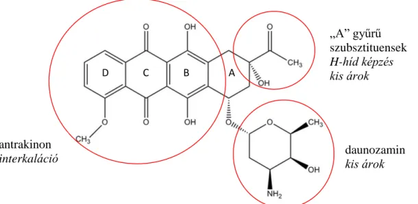 2. ábra A daunorubicin szerkezeti képlete a DNS-sel való kölcsönhatásában fontos  elemek és funkciójuk kiemelésével