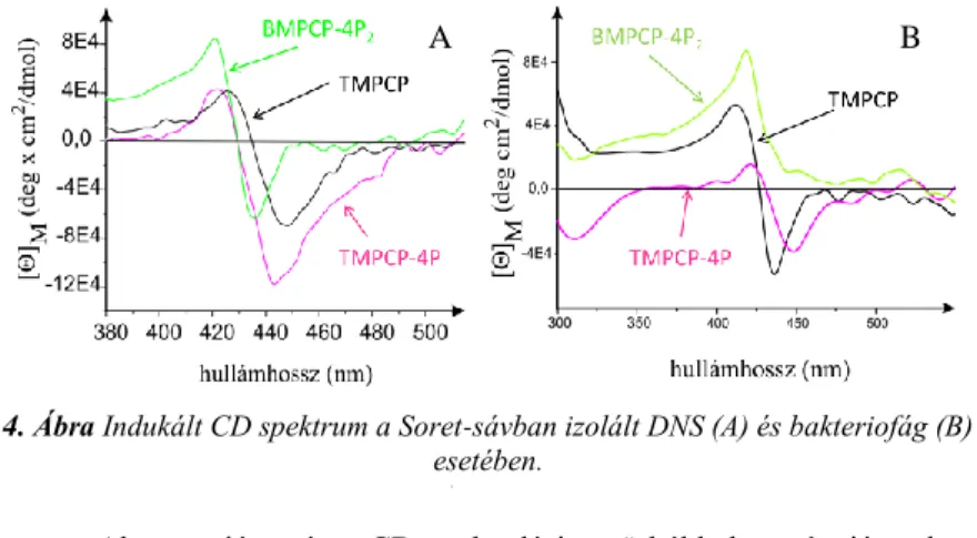 4. Ábra Indukált CD spektrum a Soret-sávban izolált DNS (A) és bakteriofág (B)  esetében