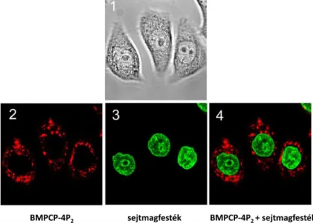 5. Ábra BMPCP-4P 2  intracelluláris lokalizációja. 