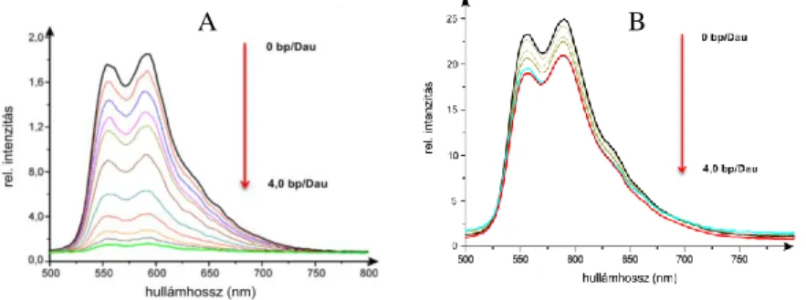 6. Ábra Dau-Arg fluoreszcencia emissziós spektruma izolált DNS (A) és bakteriofág  (B) jelenlétében