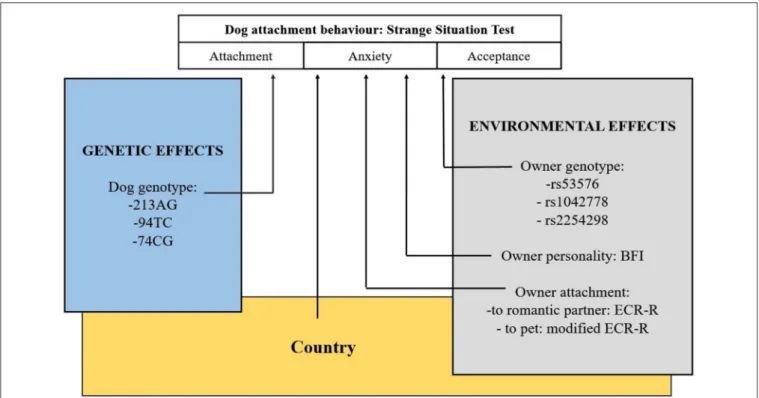 FIGURE 2 | Overview of the study. Examination of environmental and genetic associations of dogs’ attachment behavior to their owners