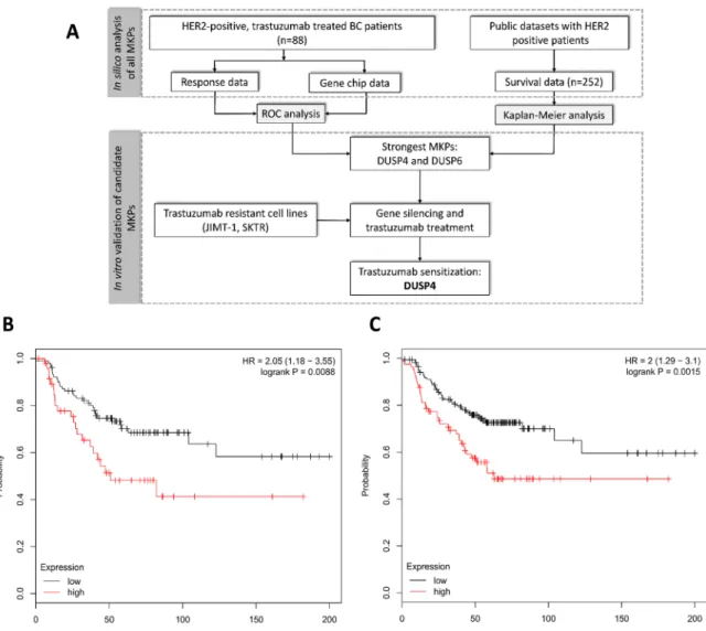 Figure 1:  Schematic overview of the study (A) and Kaplan-Meier survival plot of the two best performing MKPs, DUSP4 (B) and DUSP6  (C) in 252 HER2 positive patients.