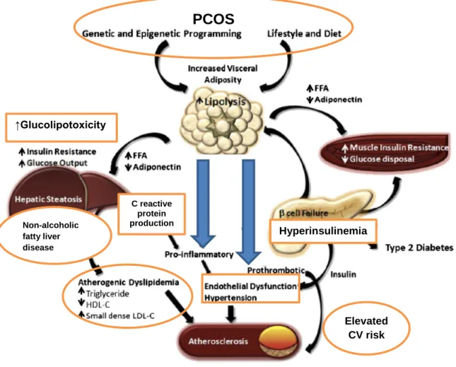 Figure  4.  The  effects  of  disturbed  lipid  metabolism  on  insulin  resistance  and  cardiovascular complications in PCOS patients