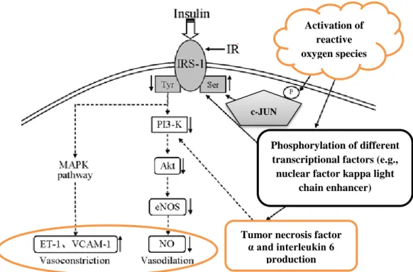Figure 5 demonstrates a possible mechanism of vascular IR. 