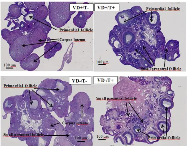 Figure  7.  Representative  hematoxylin-eosin  stained  pictures  of  the  ovaries  from  each group