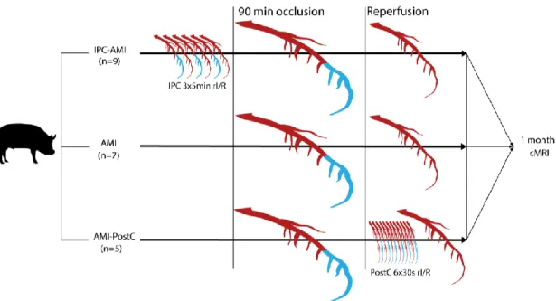 Figure 7. Study design. Domestic pigs were randomized to treatment groups. The mid left anterior  descending coronary artery was occluded for 90 min via inflation of a percutaneous coronary balloon,  interrupting the perfusion of the distal part of the cor