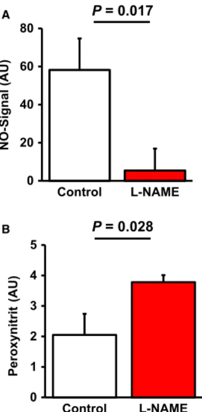 Fig. 1 Effect of L-NAME administration on pulmonary NO levels and nitrotyrosine content