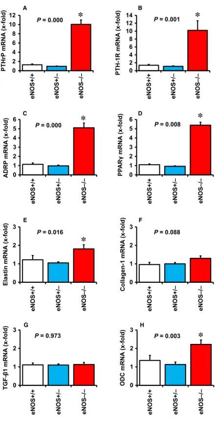 Fig. 6 Effect of eNOS deficiency on pul- pul-monary expression of PTHrP (A), PTH-1 receptor (B), ADRP (C), PPAR c (D),  elas-tin (E); collagen-1 (F), TGF- b 1 (G), and ODC (H) in wild-type mice ( + / + ),  heterozy-gous mice (  ) and eNOS knockout mice ( /