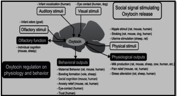 Figure 3. Summary of the role of the oxytocin system in reciprocal communication  (Reproduced from Yoshimura et al