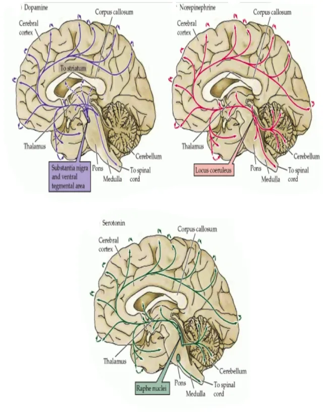 Figure  7.  The  distribution  in  the  human  brain  of  neurons  and  their  projections  (arrows)  containing  biogenic  amine  neurotransmitters  (Purves  D,  Augustine  GJ,  Fitzpatrick  D,  Katz  LC,  LaMantia  AS,  McNamara  JO  and  Williams  SM