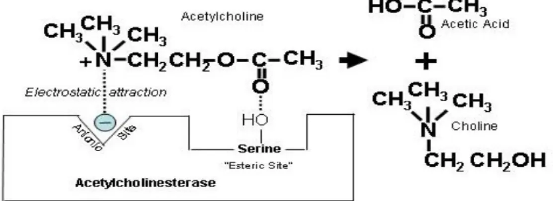 Figure 9 shows the positively charged nitrogen in the ACh molecule that is attracted to  the  ionic  site  on  AChE,  and  hydrolysis  is  catalyzed  at  the  esteric  site  to  form  choline  and acetic acid (Wiener et al