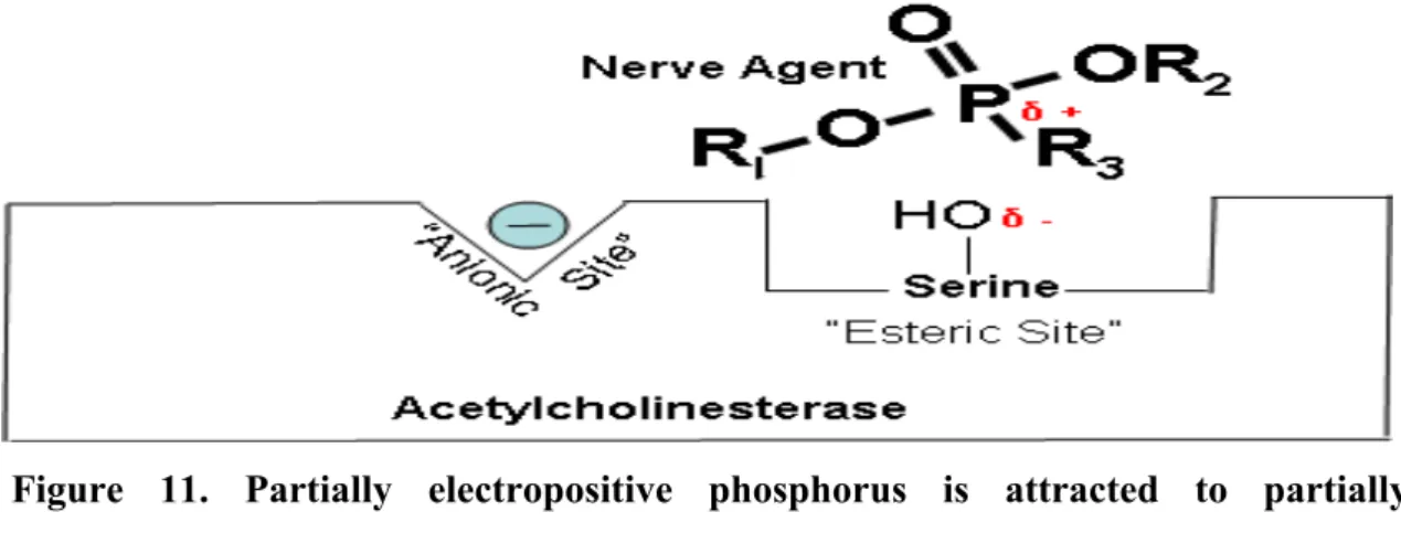 Figure  13.  Organophosphates  attached  to  acetylcholinesterase  preventing  the  attachment of acetylcholine (Wiener and Hoffman 2004) 