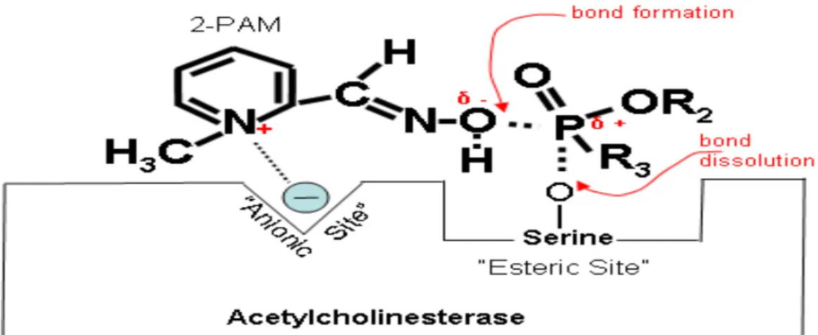 Figure 17. Partially electropositive nitrogen on the oxime (2-PAM) is attracted to  electronegative  anionic  site  on  cholinesterase