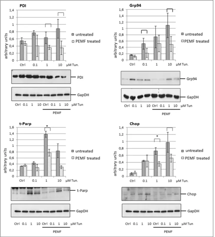 Fig. 2. Pulsed electromagnetic fields (PEMF) exposure decreased the expression of endoplasmic reticulum (ER) stress markers, foldase and apoptosis markers in tunicamycin treated HepG2 cells