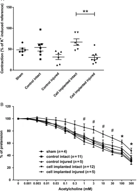 Fig. 4. Effects of cell transplantation on the contraction and relaxation capacity of carotid arteries