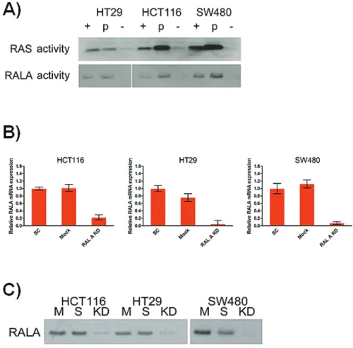 Figure 1: A.  RAL and RAS activity assays using lysates obtained from SW480 (KRAS mutation in codon 12), HCT116 (codon 13) and  HT29 (KRAS wild-type, BRAFV600E mutation) cells (+: positive control; -: negative control)