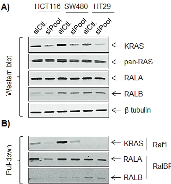 Figure 3: Effects of KrAs signaling on rALA and rALb expression and activity.  Western blot after KRAS siRNA A