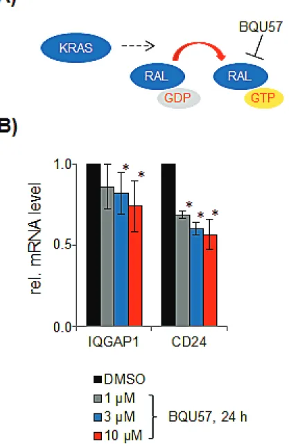 Figure 6: Effect of the rALA inhibitor bQU57.  A. on mRNA expression of IQGAP1 and CD24 in SW480 cells b.