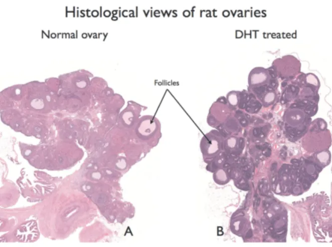Fig. 1. Ovarian morphology following DHT treatment. Panel A shows the sham, and Panel B shows DHT-treated ovaries