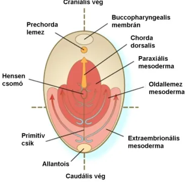 4. ábra: Az embrionális mesoderma három részből épül fel  