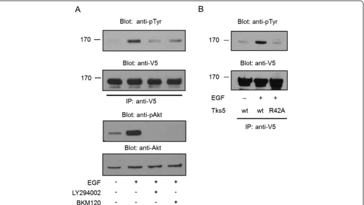 Figure 3 PI 3-kinase and intact PX domain are required for tyrosine phosphorylation of Tks5