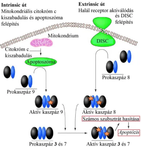 2. ábra Az effektor kaszpázok, köztük a kaszpáz 3 aktiválódása és az apoptózis két  fő útja