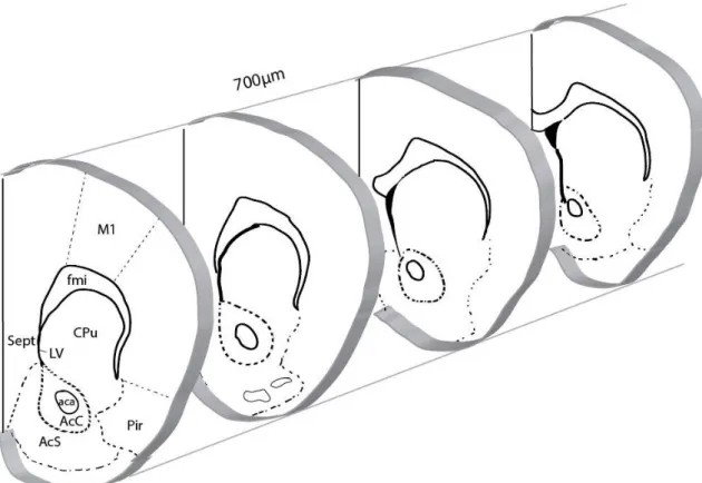 6. ábra. A sejtszámolás során figyelembe vett régiók vázlatos ábrázolása. Az ábra a  nucleus  accumbens  core  (AcC)  és  shell  régióját  (AcS),  a  caudatus-putament  (CPu),  a  piriform kérget (Pir), a septumot (Sept) és az elsődleges motoros kérget (M1