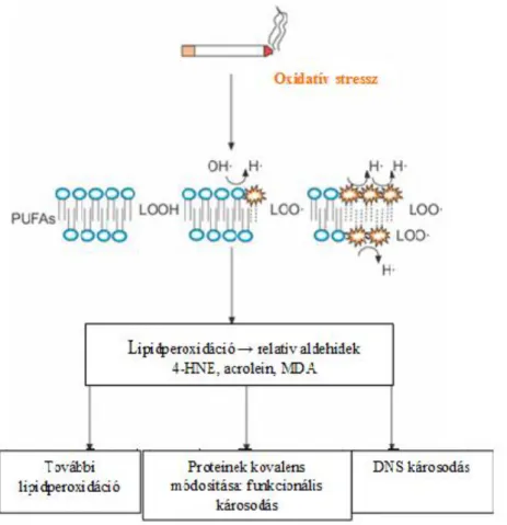 2. ábra. Az oxidatív stressz által kiváltott lipid peroxidáció folyamata és hatásai (Chung  és Adcock alapján módosítva [22]) 