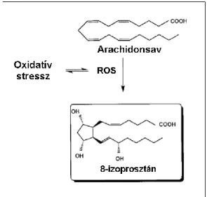 8. ábra. Az arachidonsavból oxidatív stressz hatására a prosztaglandinoktól és a  leukotriénektől eltérő metabolitok is keletkeznek, többek között a 8-izoprosztán 