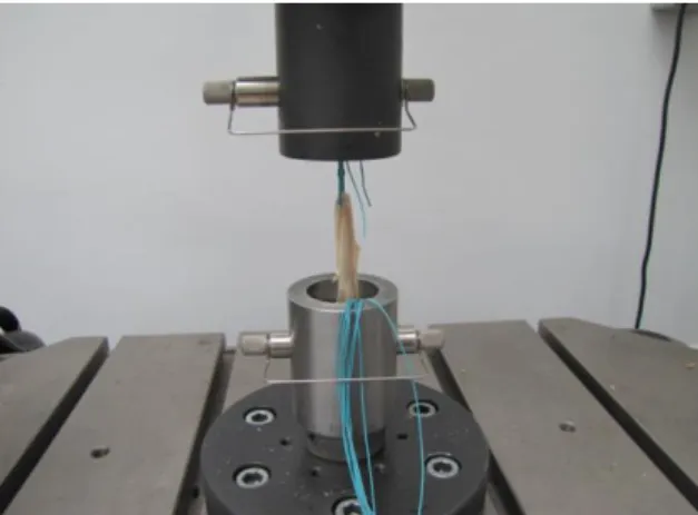 Fig. 1. The semitendinosus tendon sutured via Premicron 3 recording by the Instron loading machine   